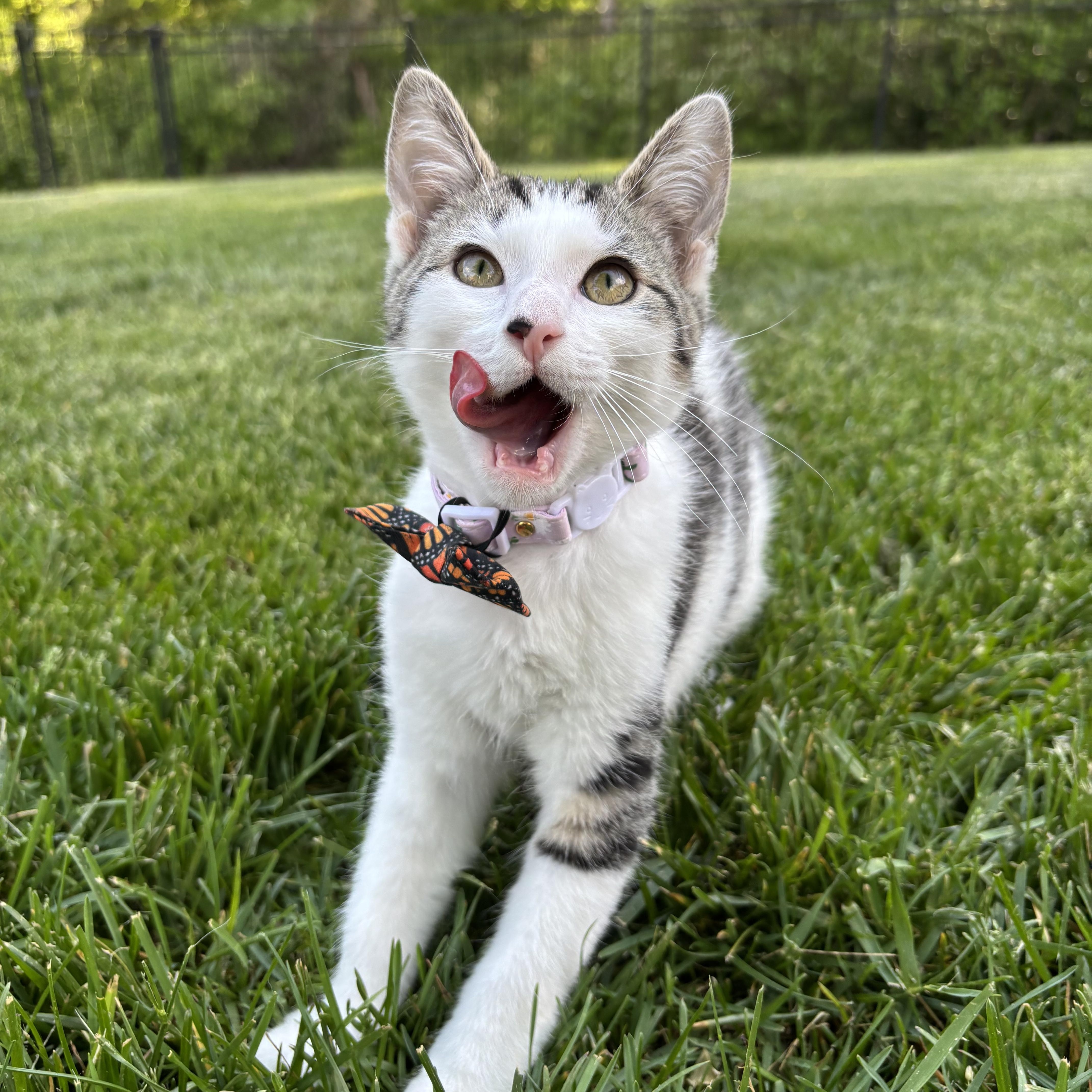 Enlarge Broccoli Cheddar, a Adoptable Domestic Short Hair in Columbus, OH image 2/6