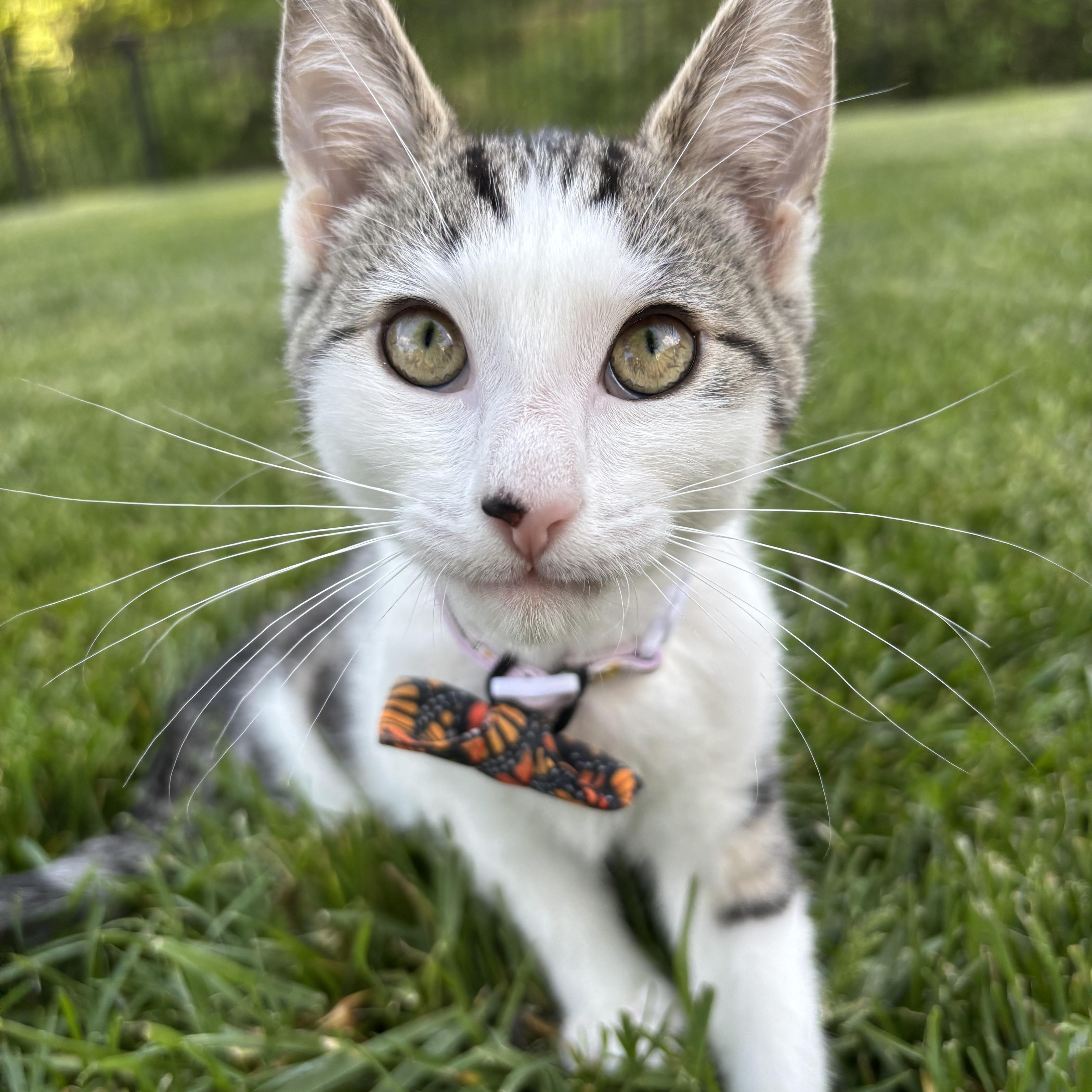 Enlarge Broccoli Cheddar, a Adoptable Domestic Short Hair in Columbus, OH image 3/6