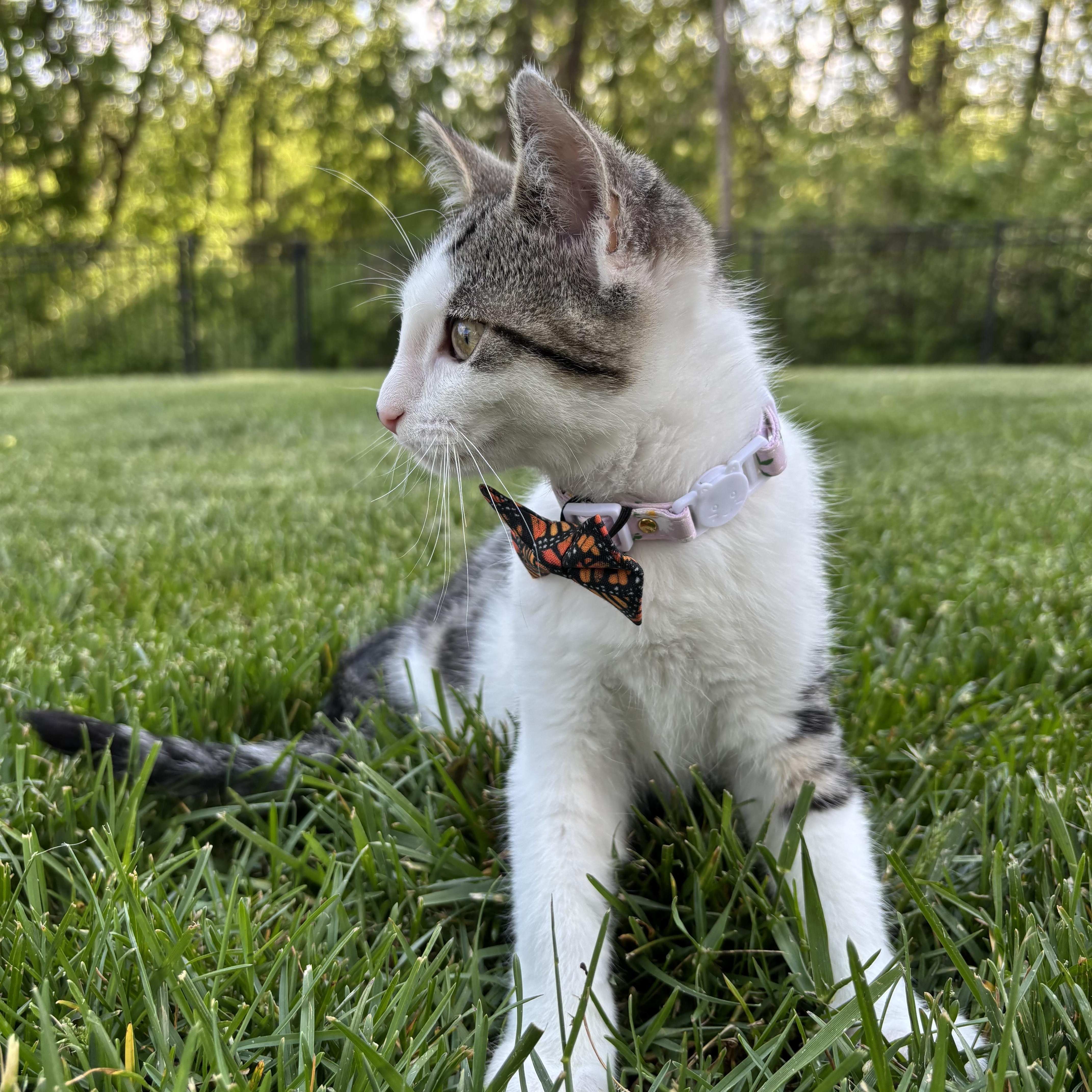 Enlarge Broccoli Cheddar, a Adoptable Domestic Short Hair in Columbus, OH image 5/6
