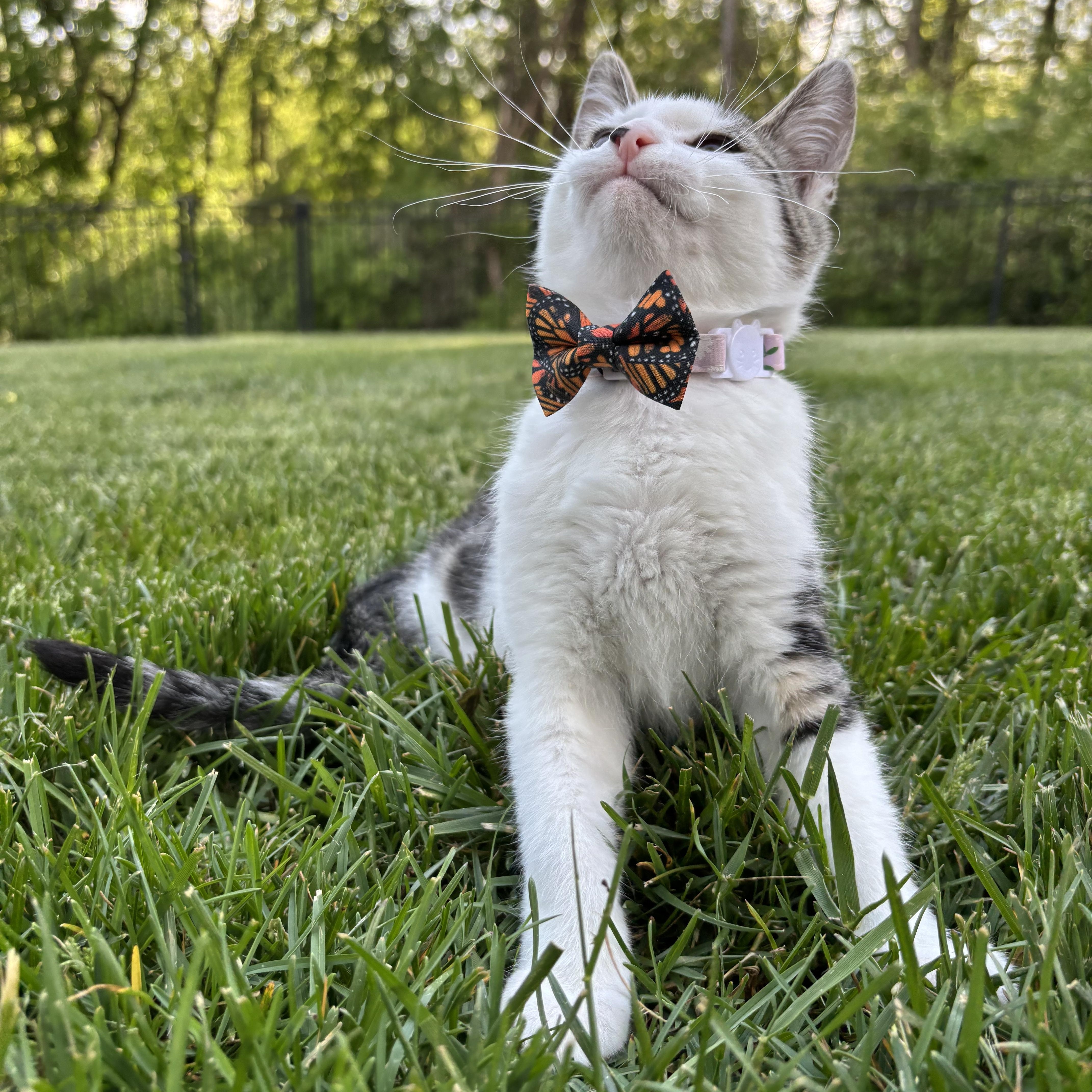 Enlarge Broccoli Cheddar, a Adoptable Domestic Short Hair in Columbus, OH image 6/6