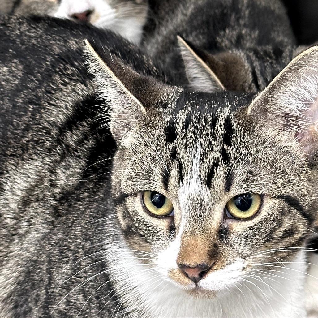 Riley , adopted, Kitten Female Domestic Short Hair.