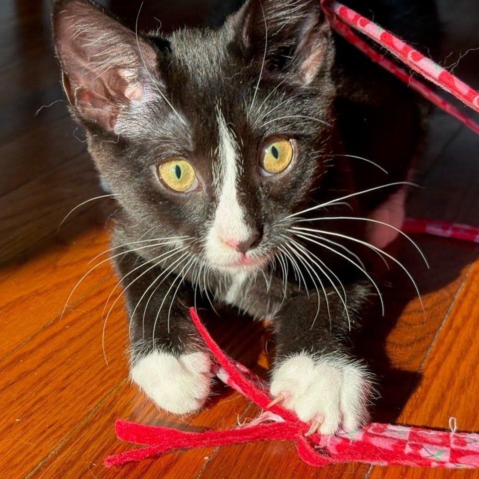 Baked Bean, a Adoptable Tuxedo in Oswego, NY image 1/2