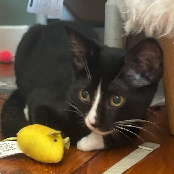 Baked Bean, a Adoptable Tuxedo in Oswego, NY image 2/2