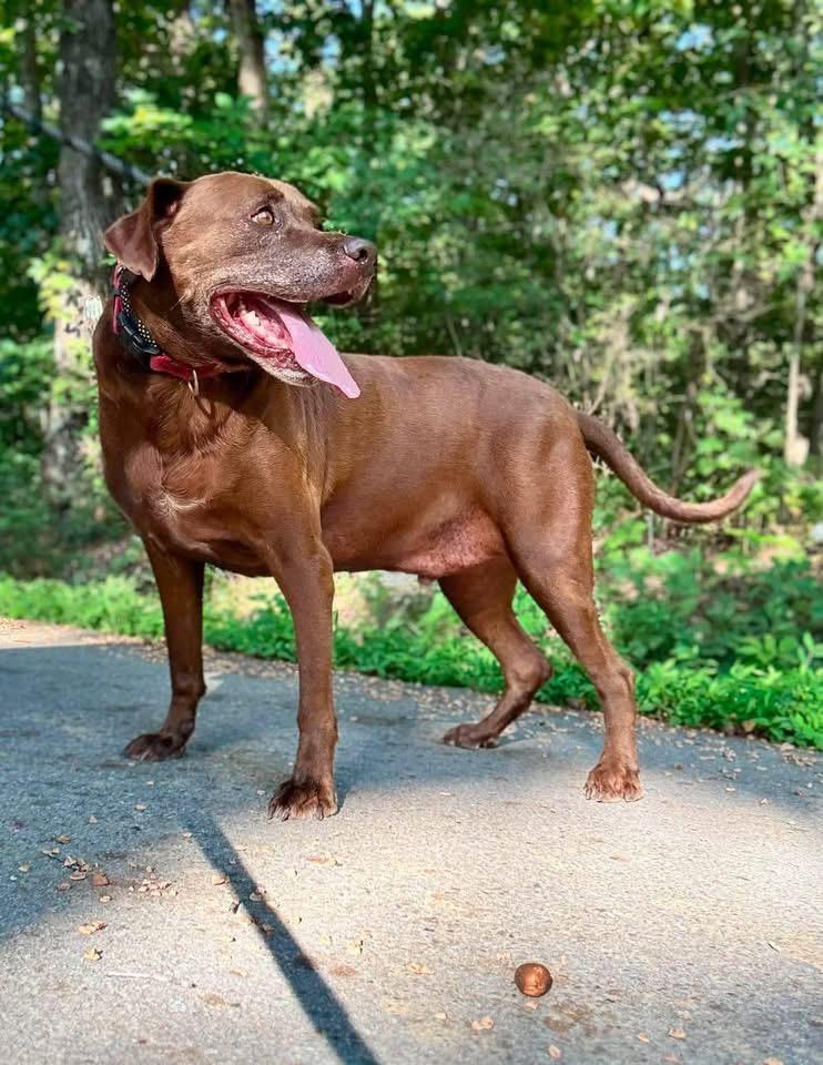 Cocoa, Adoptable, Adult Male Labrador Retriever.