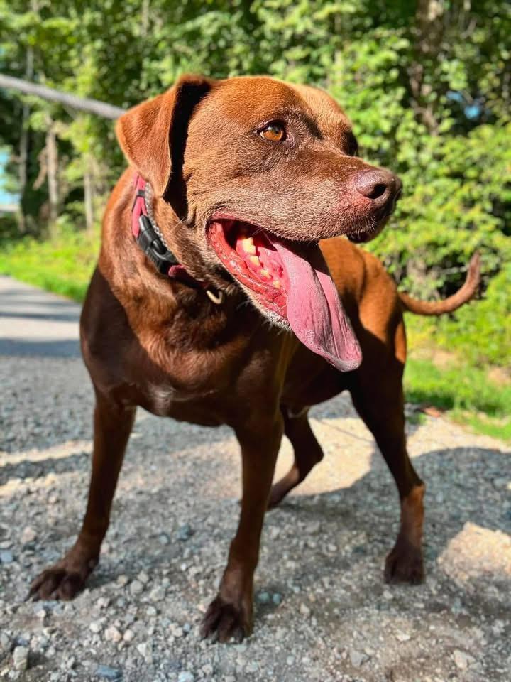 Enlarge Cocoa, a Adoptable Labrador Retriever in Waverly, TN image 2/4