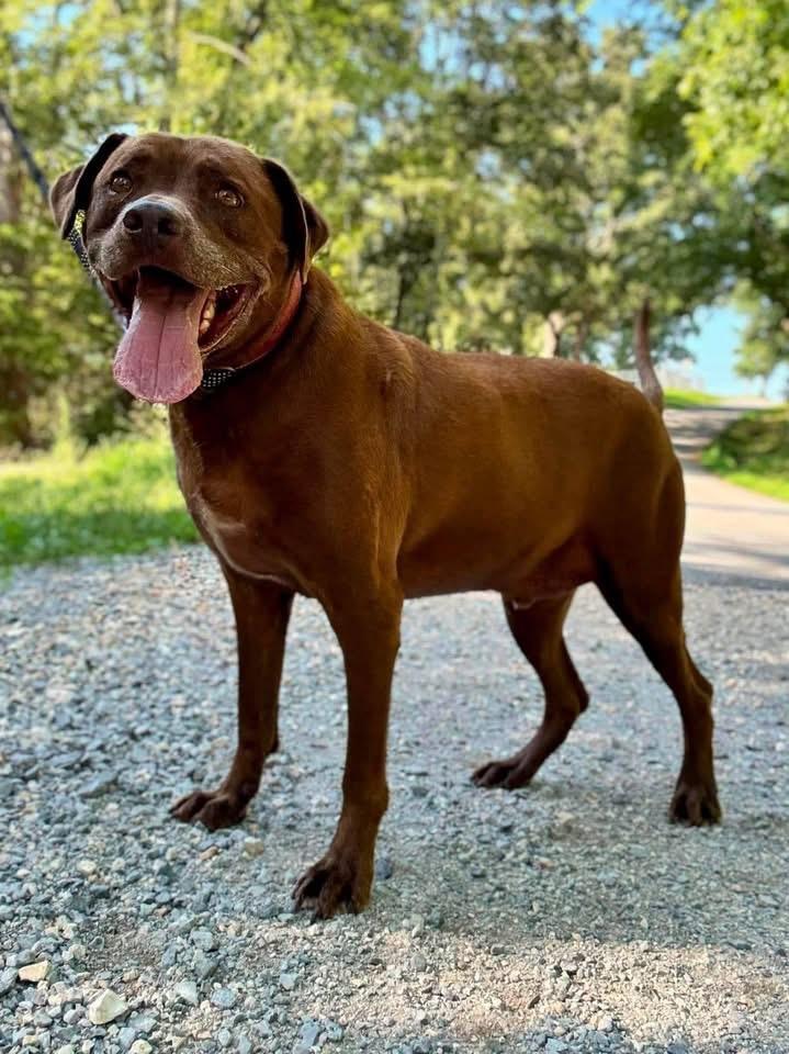 Enlarge Cocoa, a Adoptable Labrador Retriever in Waverly, TN image 4/4