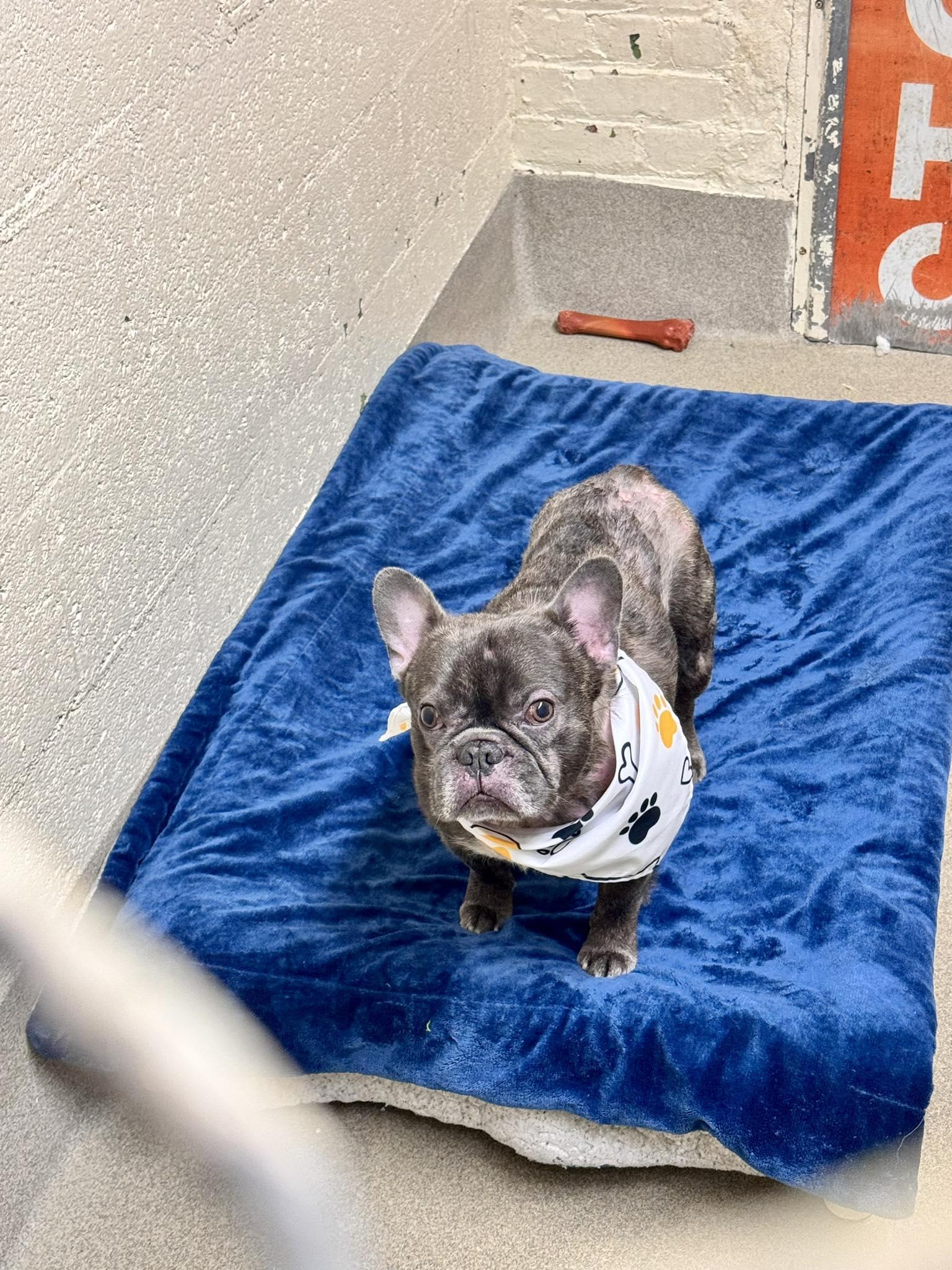Prince ( Under Observation), adopted, Adult Male French Bulldog.