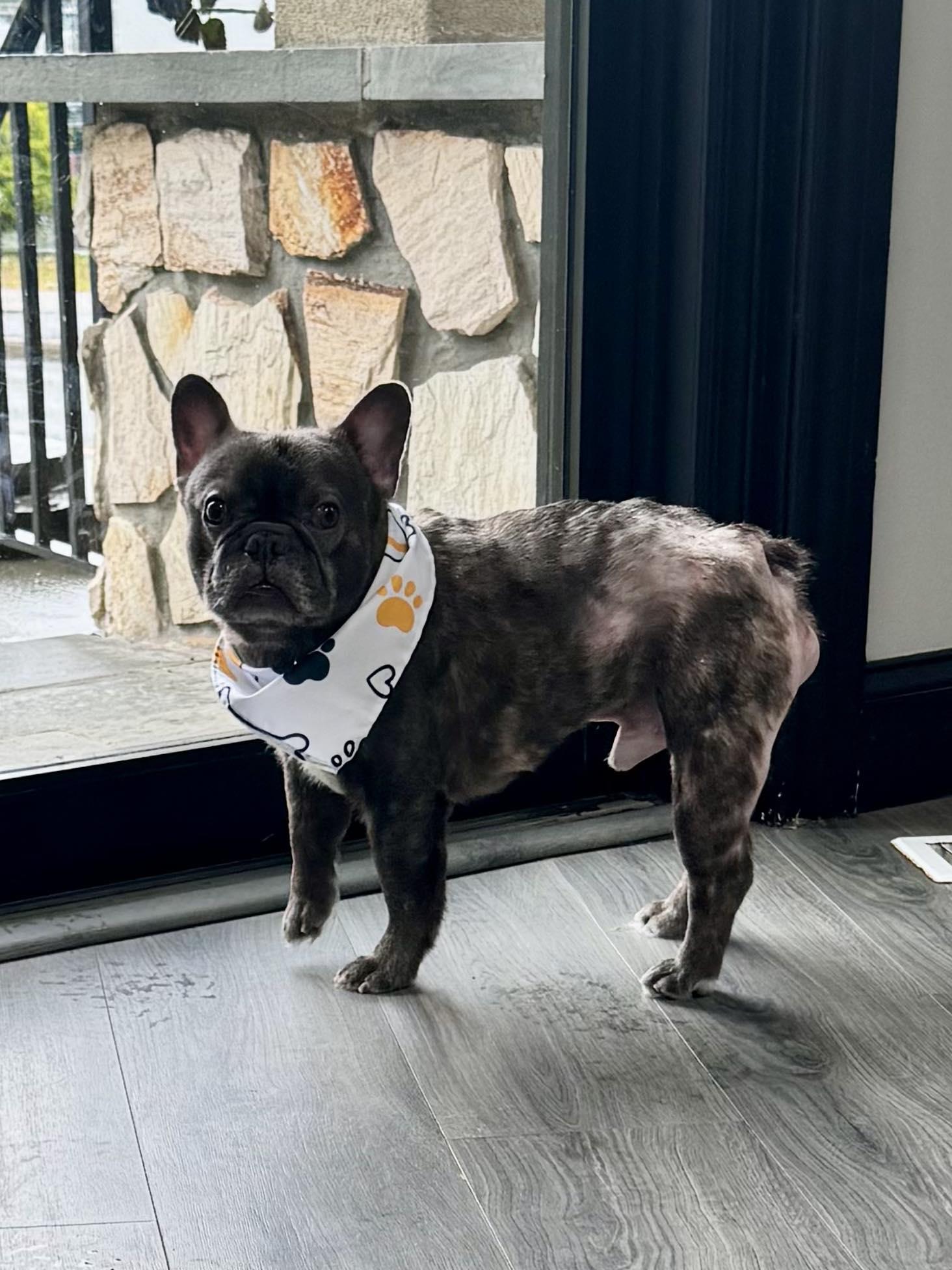Enlarge Prince ( Under Observation), an adopted French Bulldog in Passaic, NJ image 2/2