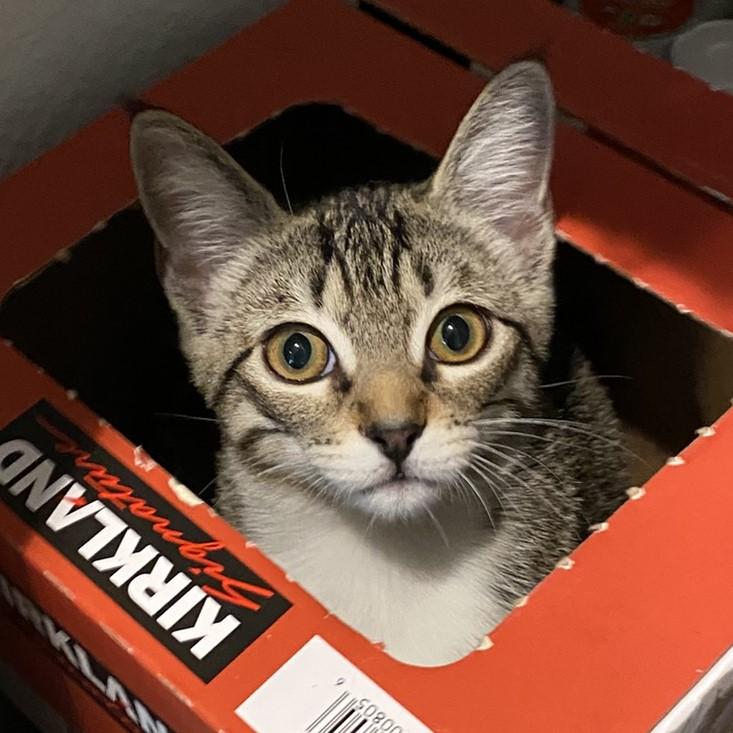 Mollie, a Adoptable Domestic Short Hair in Angleton, TX image 3/6