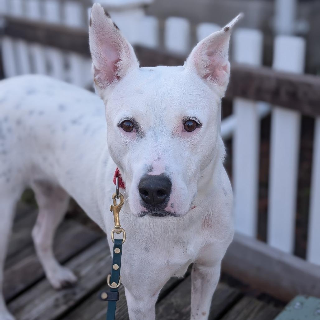 Enlarge Cassie, a Adoptable Pit Bull Terrier in Deerfield, IL image 1/4