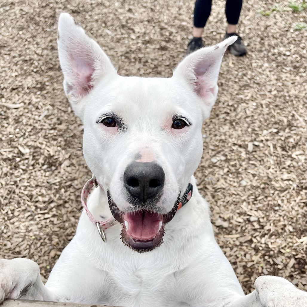 Enlarge Cassie, a Adoptable Pit Bull Terrier in Deerfield, IL image 2/4