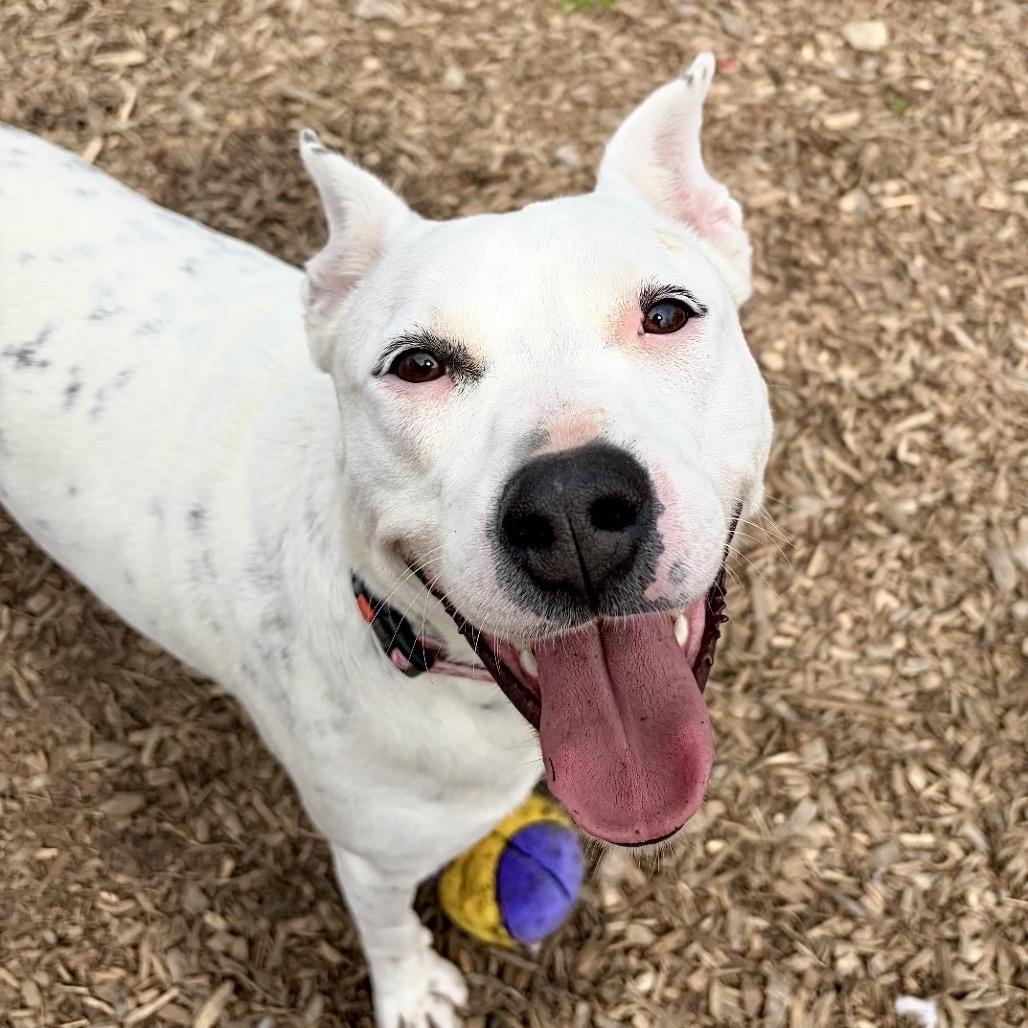 Enlarge Cassie, a Adoptable Pit Bull Terrier in Deerfield, IL image 3/4