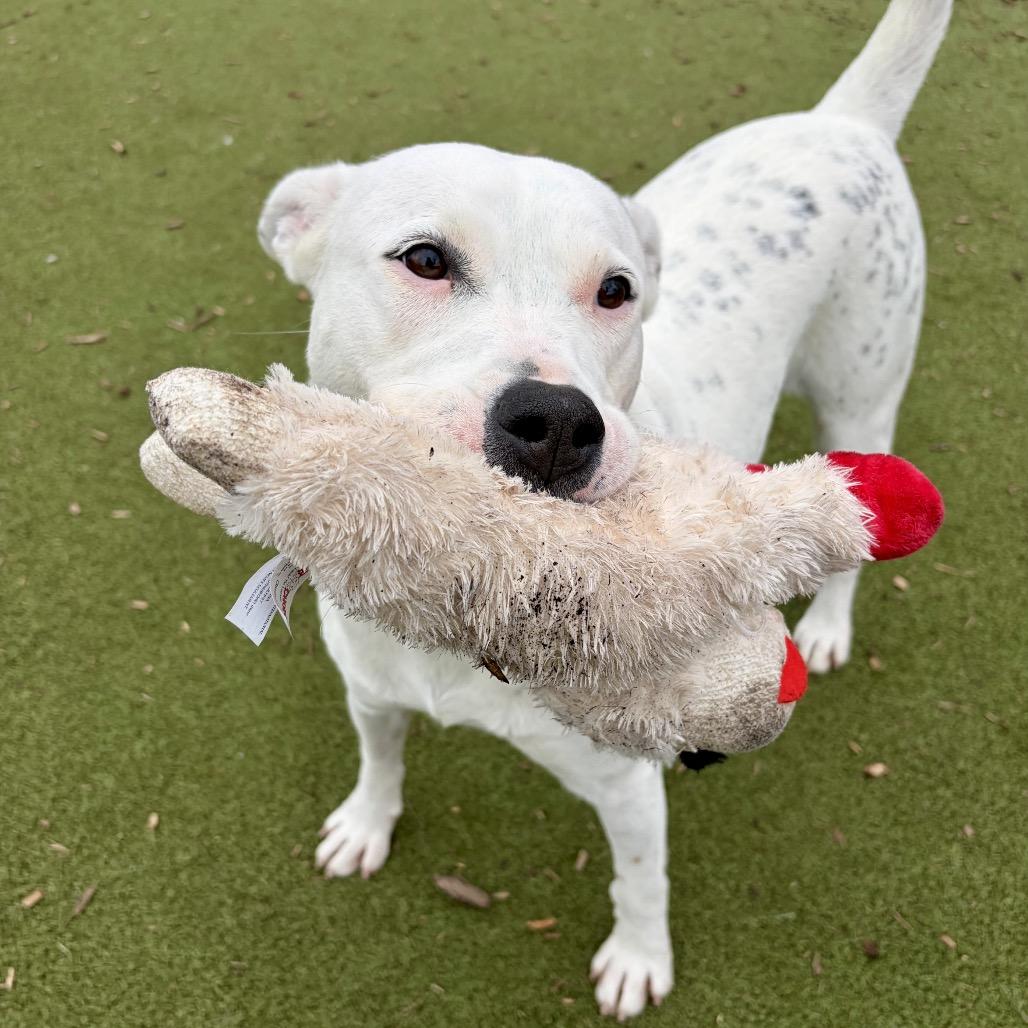 Enlarge Cassie, a Adoptable Pit Bull Terrier in Deerfield, IL image 4/4