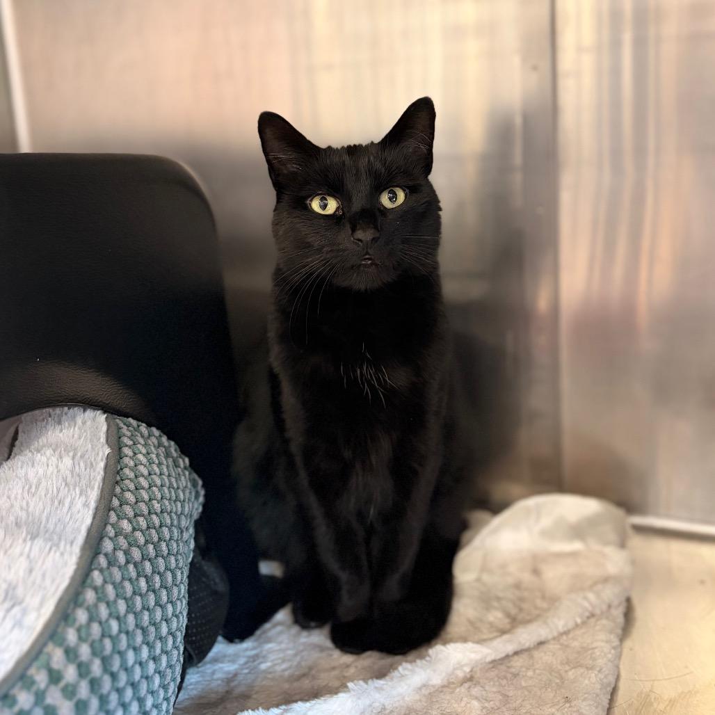Scarlett, Adoptable, Adult Female Domestic Short Hair.