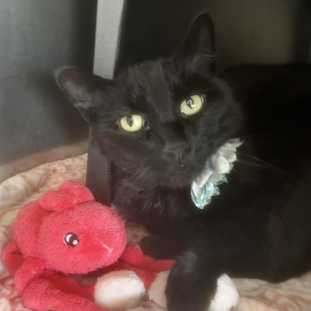 Scarlett, a Adoptable Domestic Short Hair in Spokane, WA image 2/2
