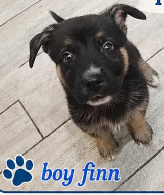 Finn, Adoptable, Puppy Male Shepherd & Husky.