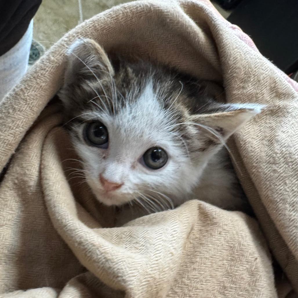 Giles, Adoptable, Young Male Domestic Short Hair.