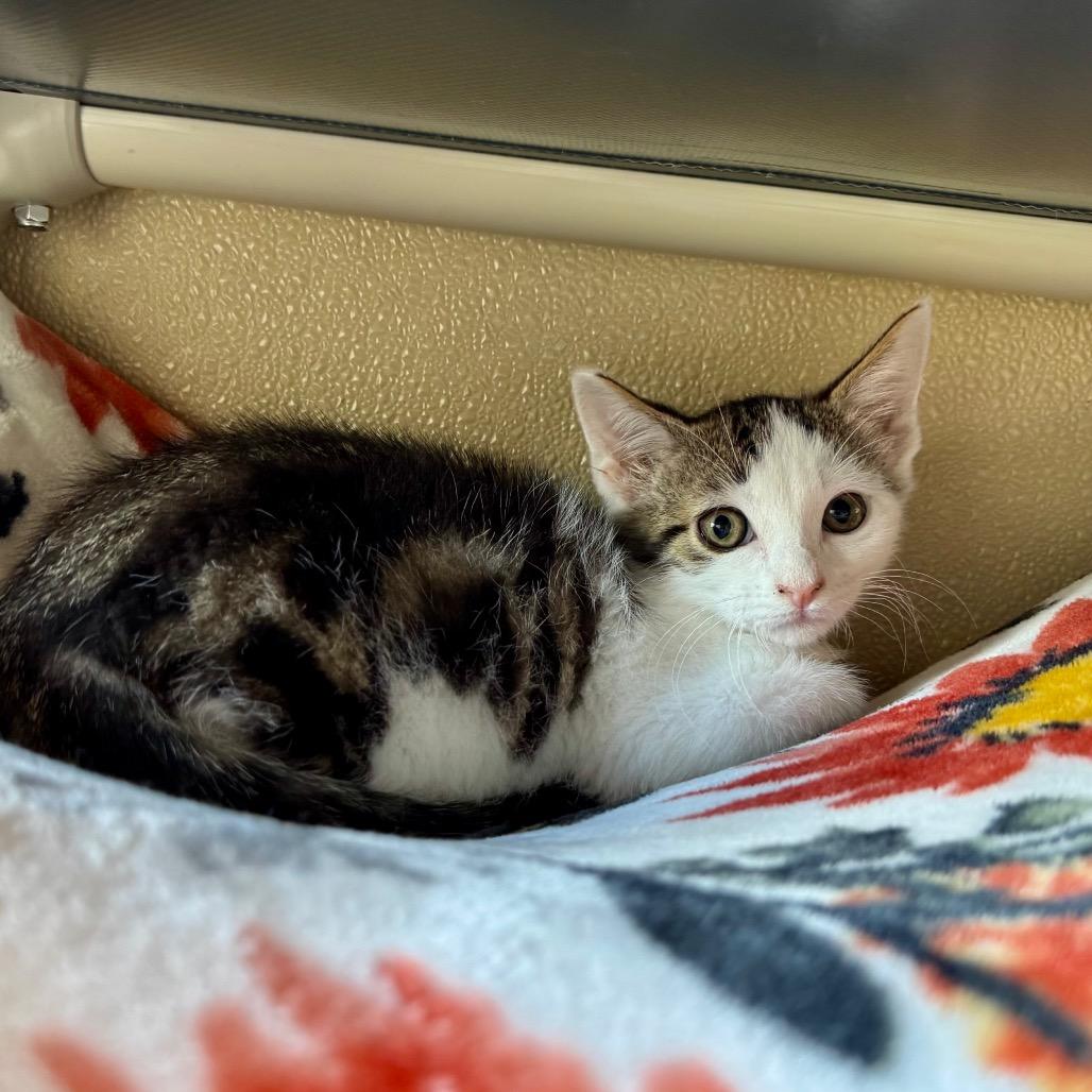 Giles, a Adoptable Domestic Short Hair in Fredericksburg, TX image 2/2