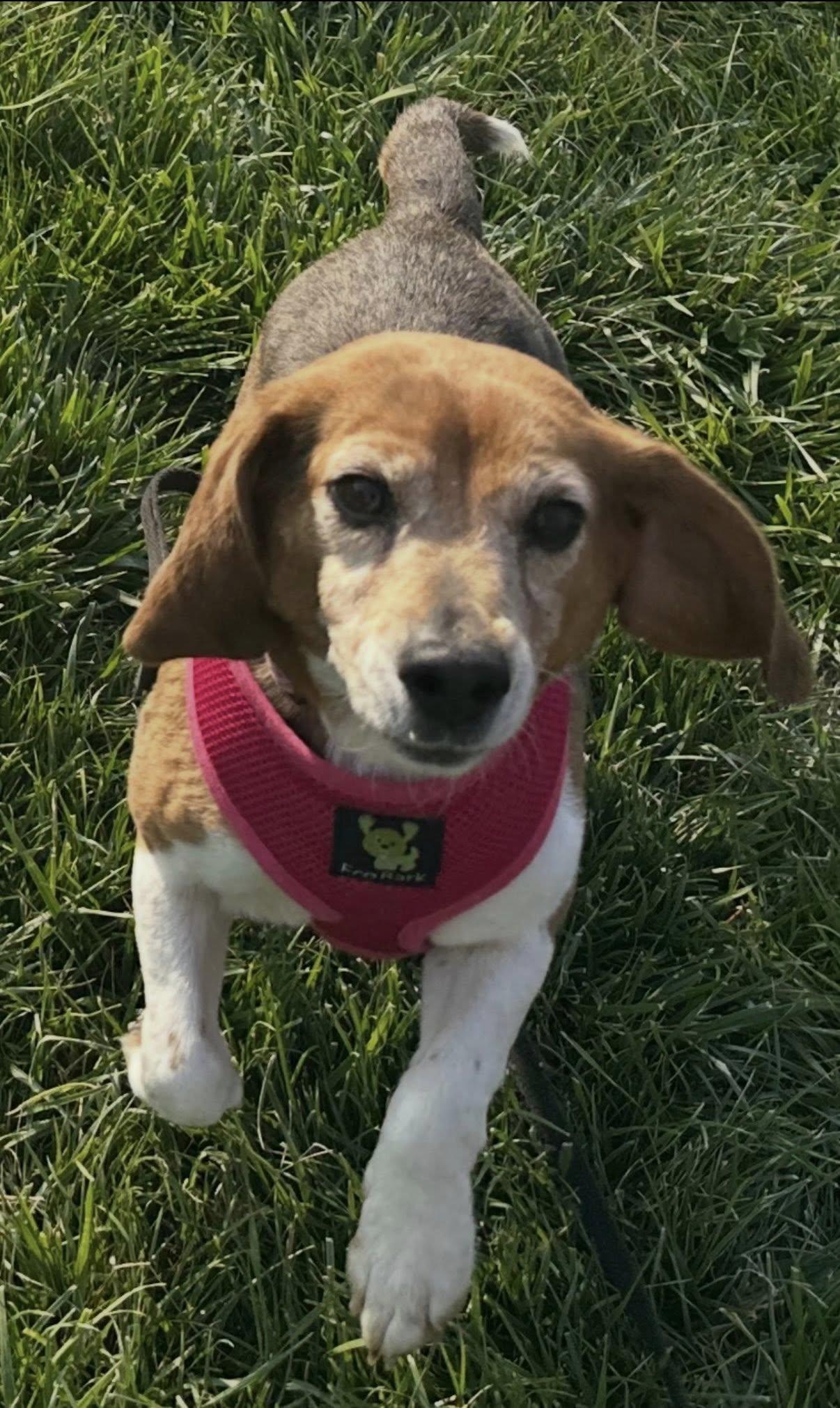 Enlarge Lil Bit, a ADOPTABLE Beagle in Salisbury, NC image 4/4