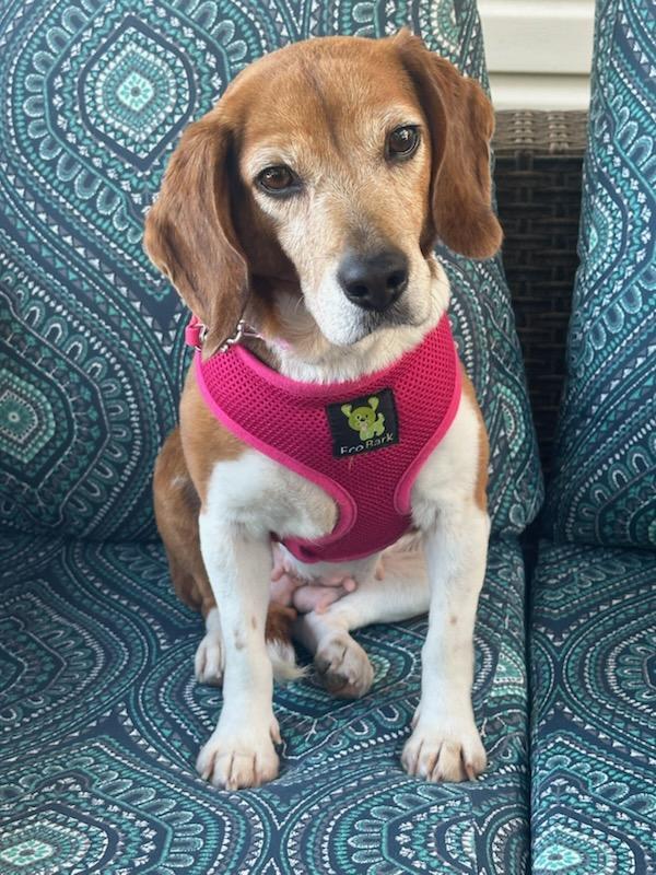 Enlarge Lil Bit, a ADOPTABLE Beagle in Salisbury, NC image 2/4