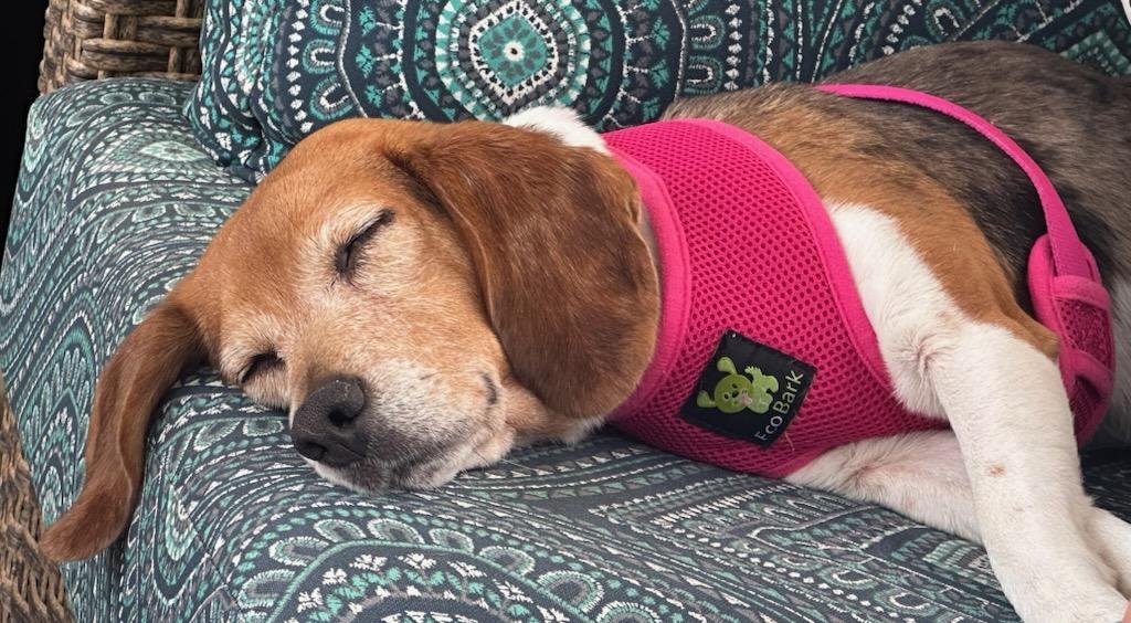 Enlarge Lil Bit, a ADOPTABLE Beagle in Salisbury, NC image 3/4