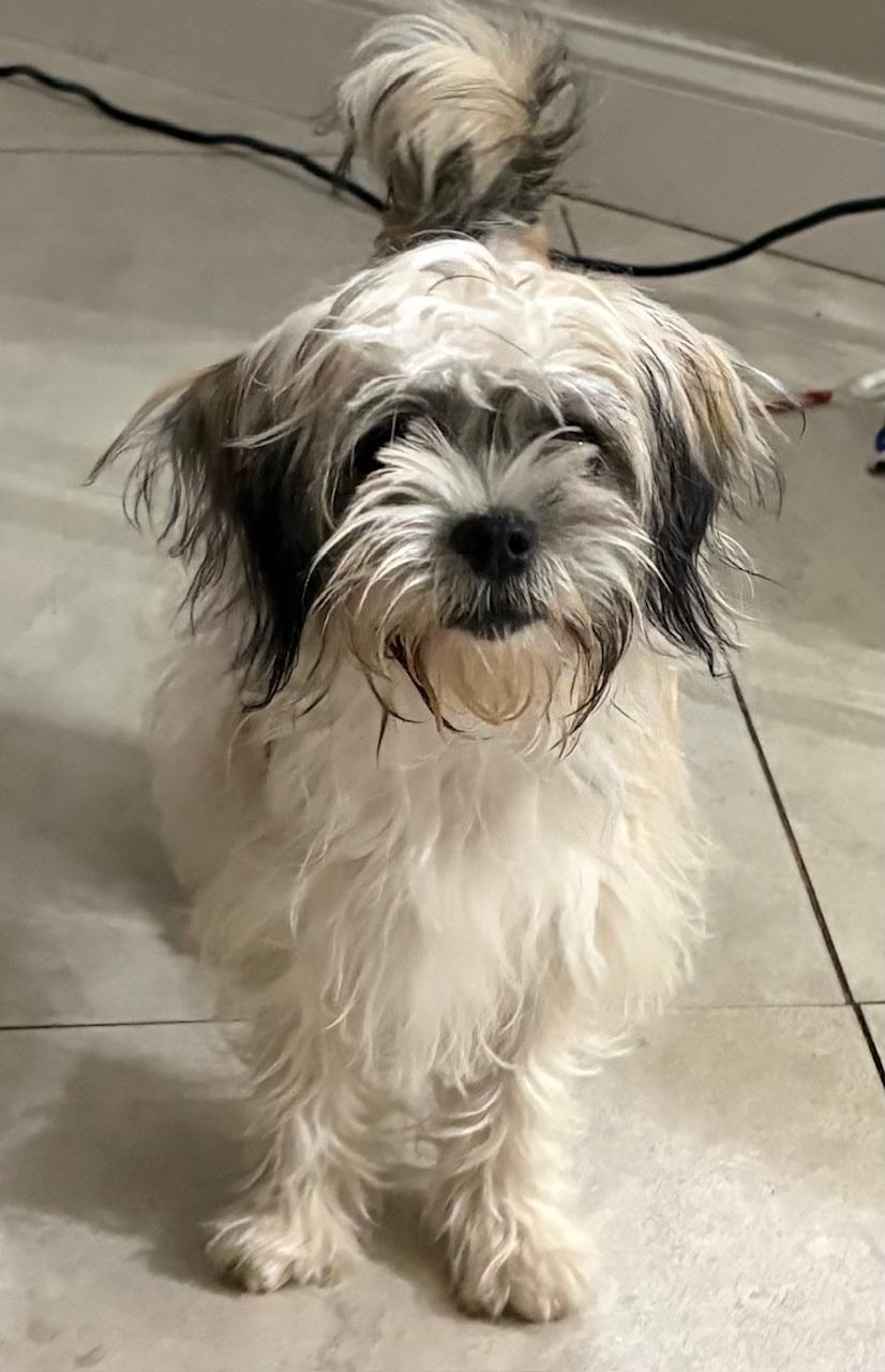 Enlarge Sabrina, a Adoptable mixed breed in Orlando, FL image 5/5