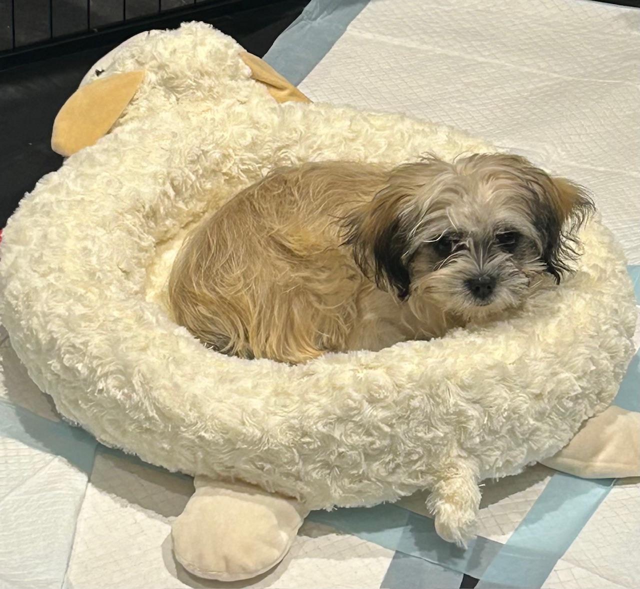 Sabrina, Adoptable, Young Female Shih Tzu & Maltese.