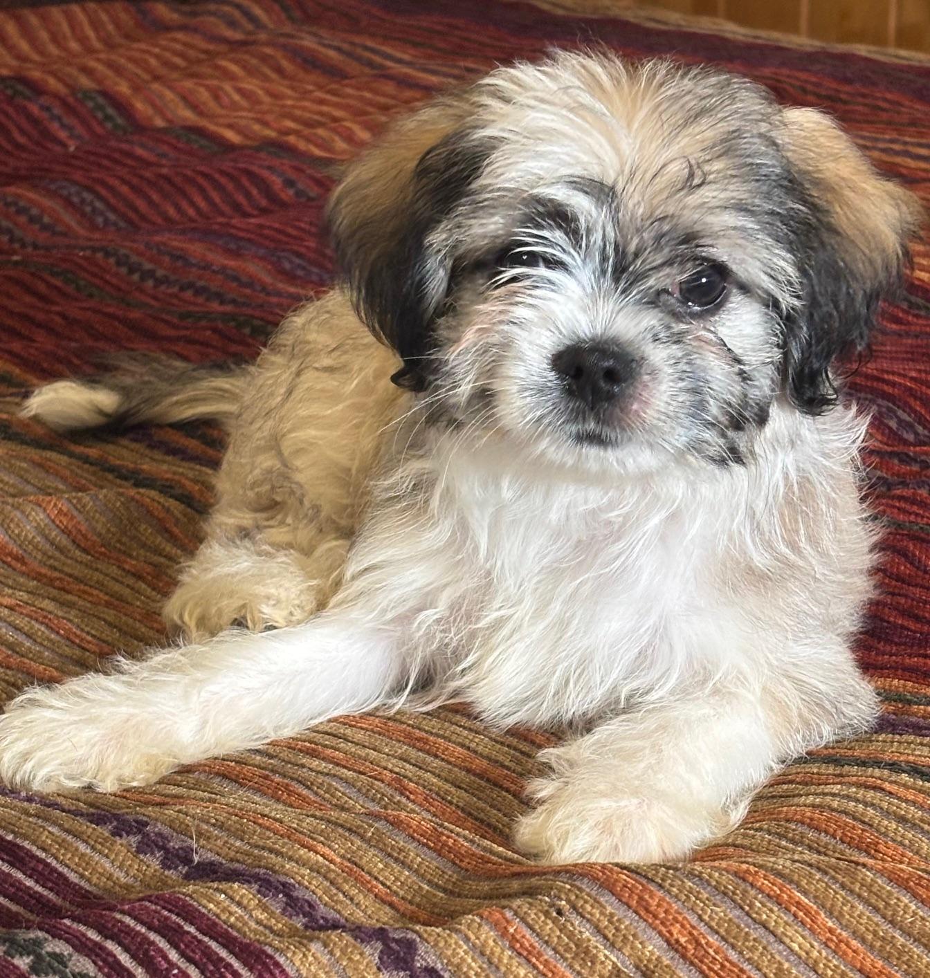 Sabrina, a Adoptable mixed breed in Orlando, FL image 2/4