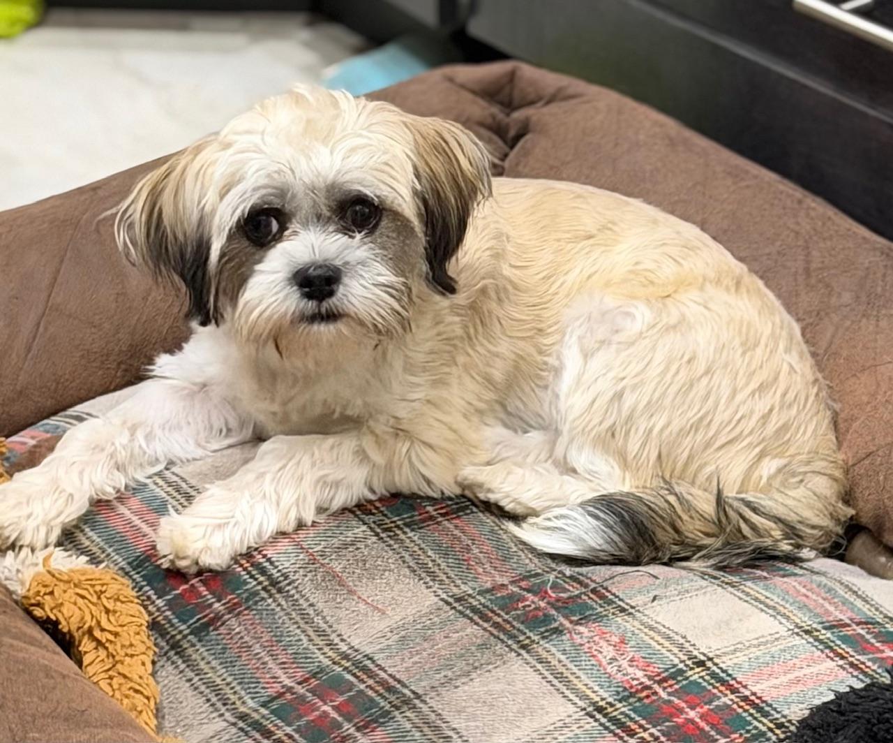 Sabrina, adoptable, Young Female Shih Tzu & Maltese.