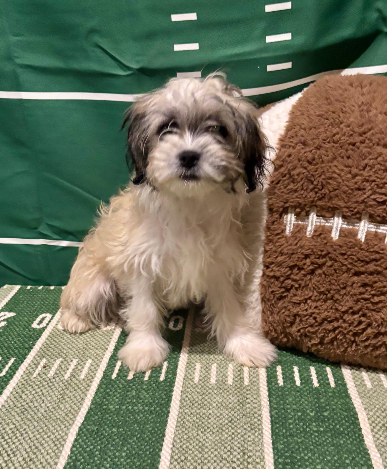 Sabrina, a Adoptable mixed breed in Orlando, FL image 3/4