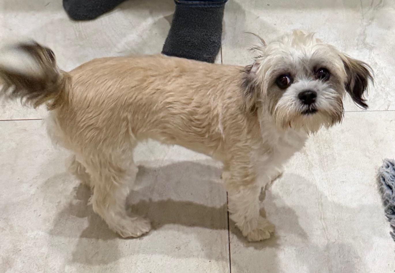 Enlarge Sabrina, an adoptable mixed breed in Orlando, FL image 6/6