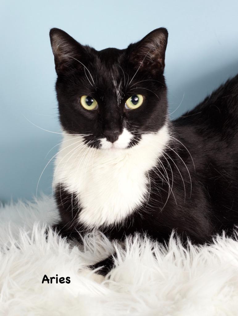 Aries, Adoptable, Adult Male Domestic Short Hair.