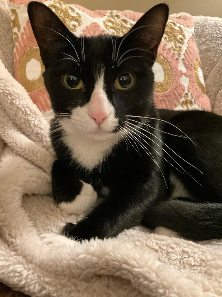 Panda 3, Adoptable, Adult Female Domestic Short Hair.