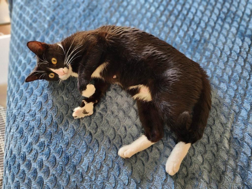 Enlarge Panda 3, a Adoptable mixed breed in Hoover , AL image 3/4