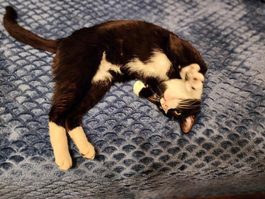 Enlarge Panda 3, a Adoptable mixed breed in Hoover , AL image 4/4