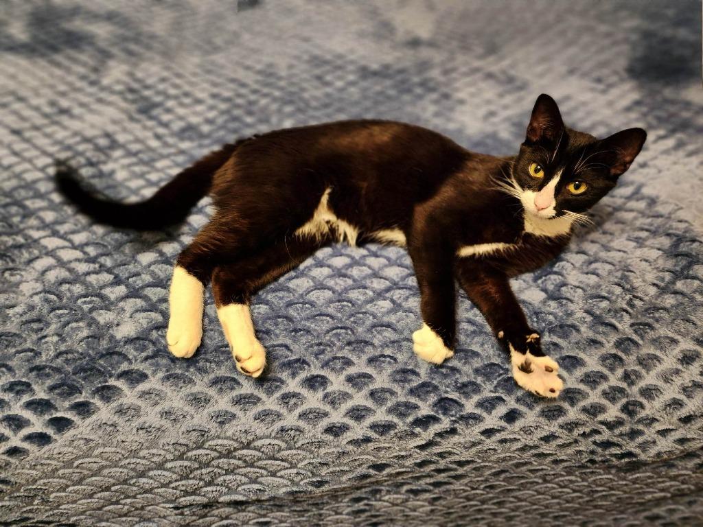 Enlarge Panda 3, a Adoptable mixed breed in Hoover , AL image 4/4