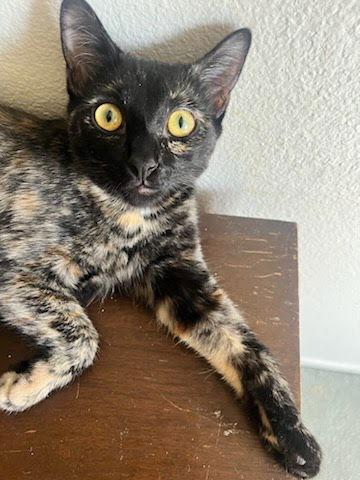 Reece, Adoptable, Young Female Domestic Short Hair & Tortoiseshell.