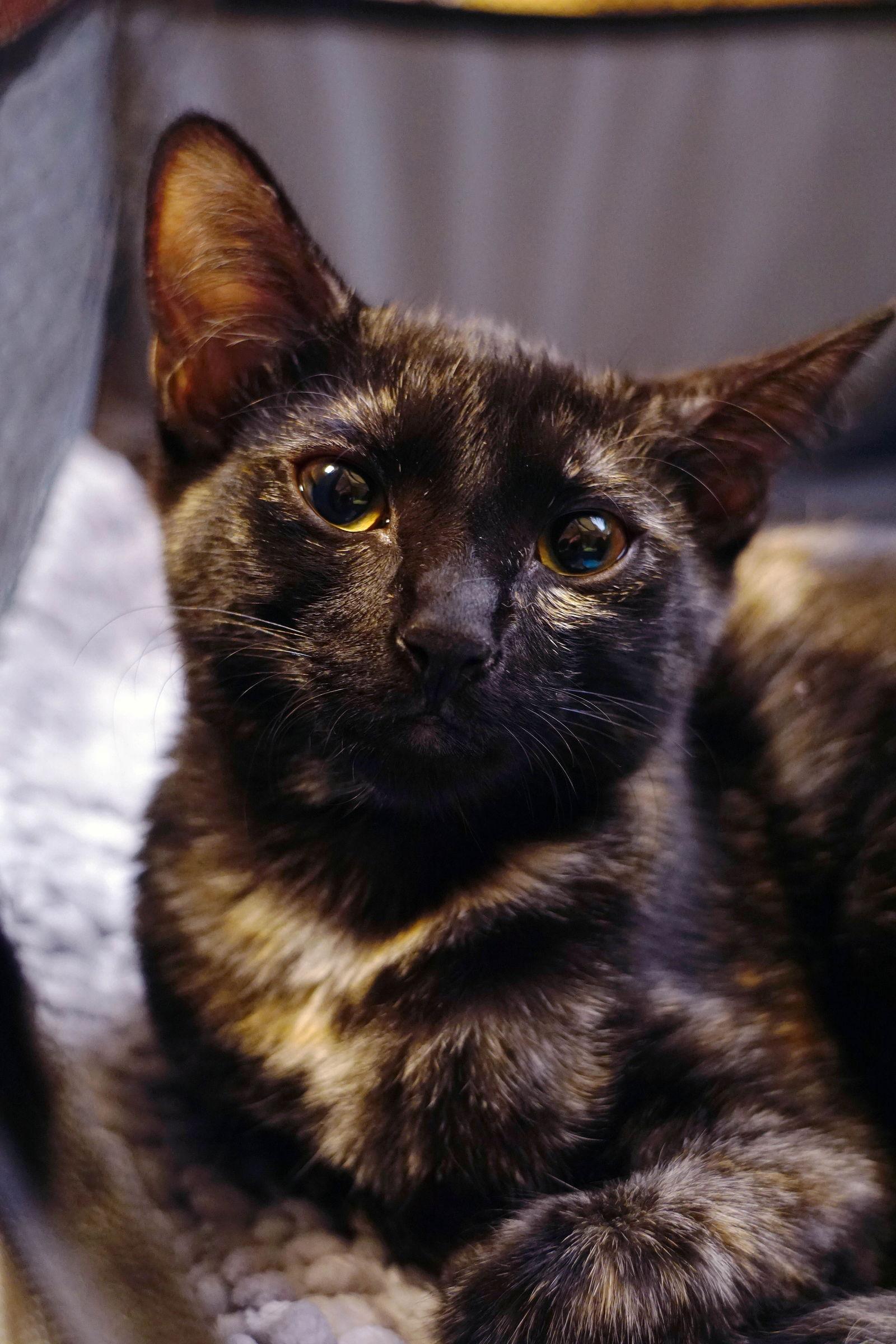 Enlarge Reece, a Adoptable mixed breed in Los Angeles, CA image 2/3