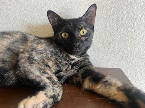 Reece, Adoptable, Young Female Domestic Short Hair & Tortoiseshell.