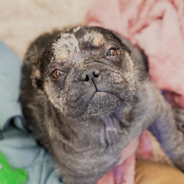 Enlarge HARRIET, a Adoptable French Bulldog in Sacramento, CA image 1/1