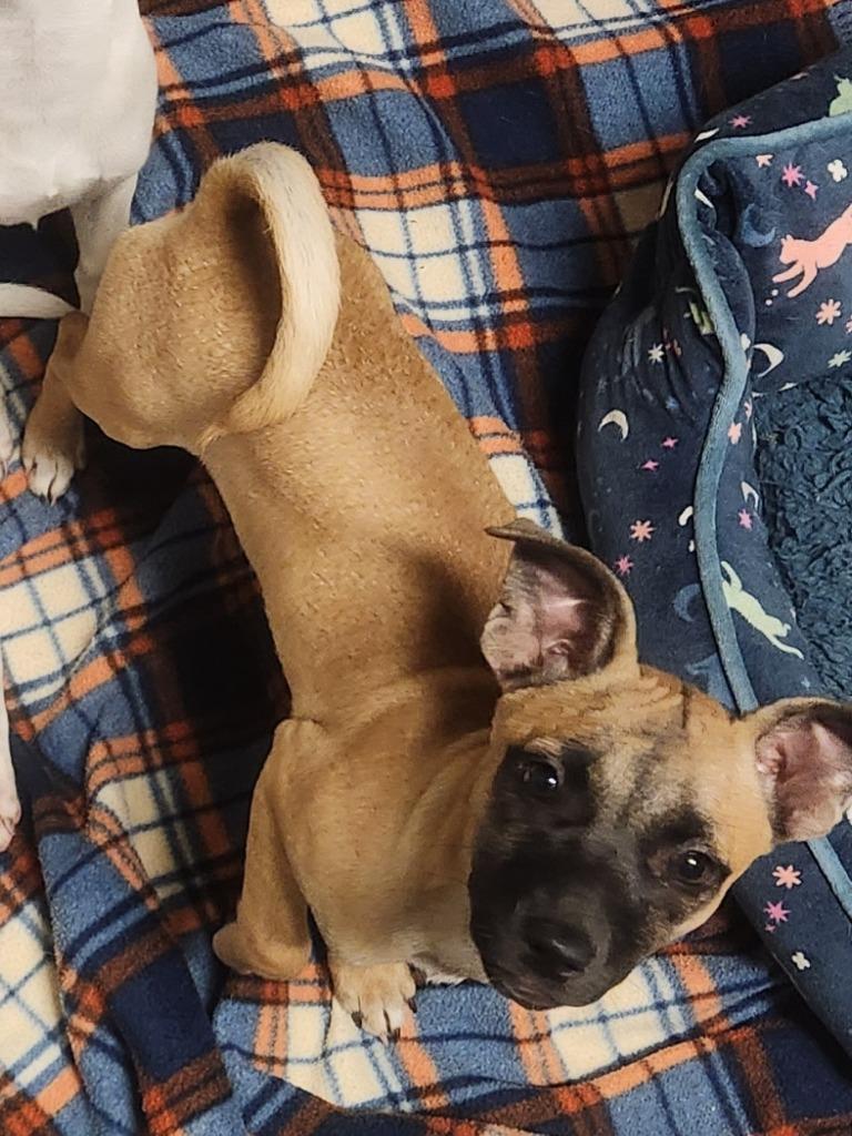 Holly aka Remi, Adopted, Puppy Female Chihuahua & Mixed Breed.