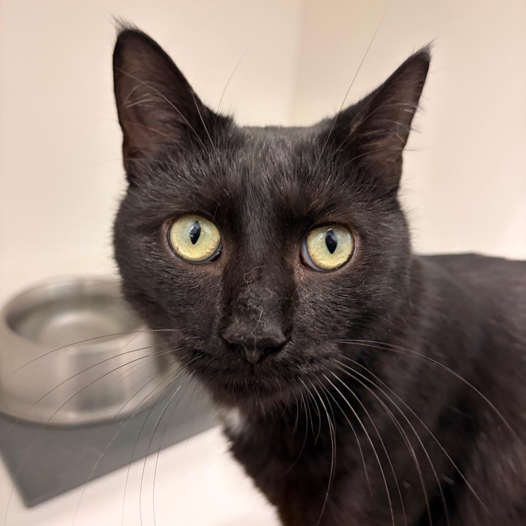 Asteroid, Adoptable, Young Male Domestic Short Hair.