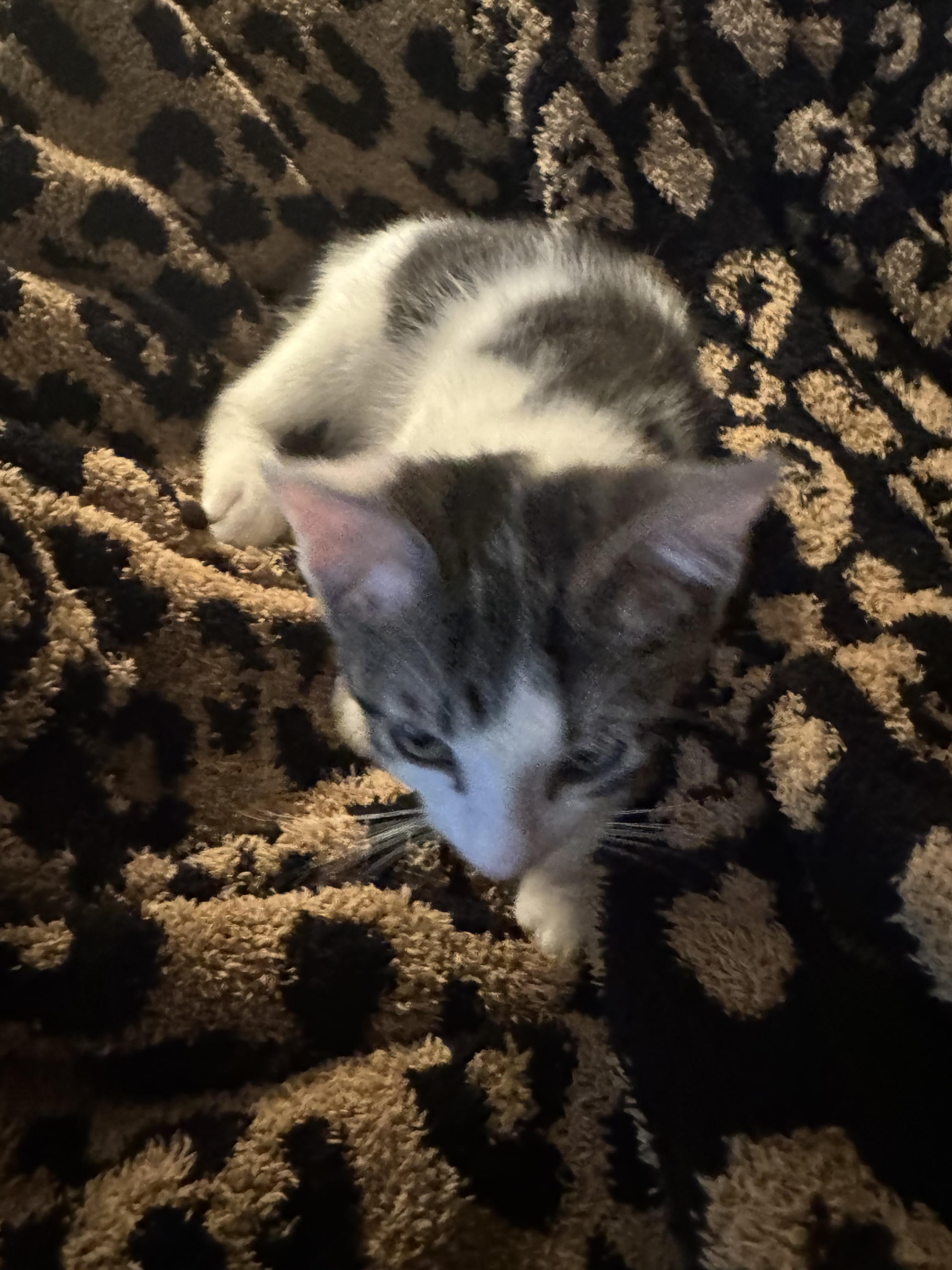 Enlarge Post (cc), a Adoptable Domestic Short Hair in Woodland Hills, CA image 2/2