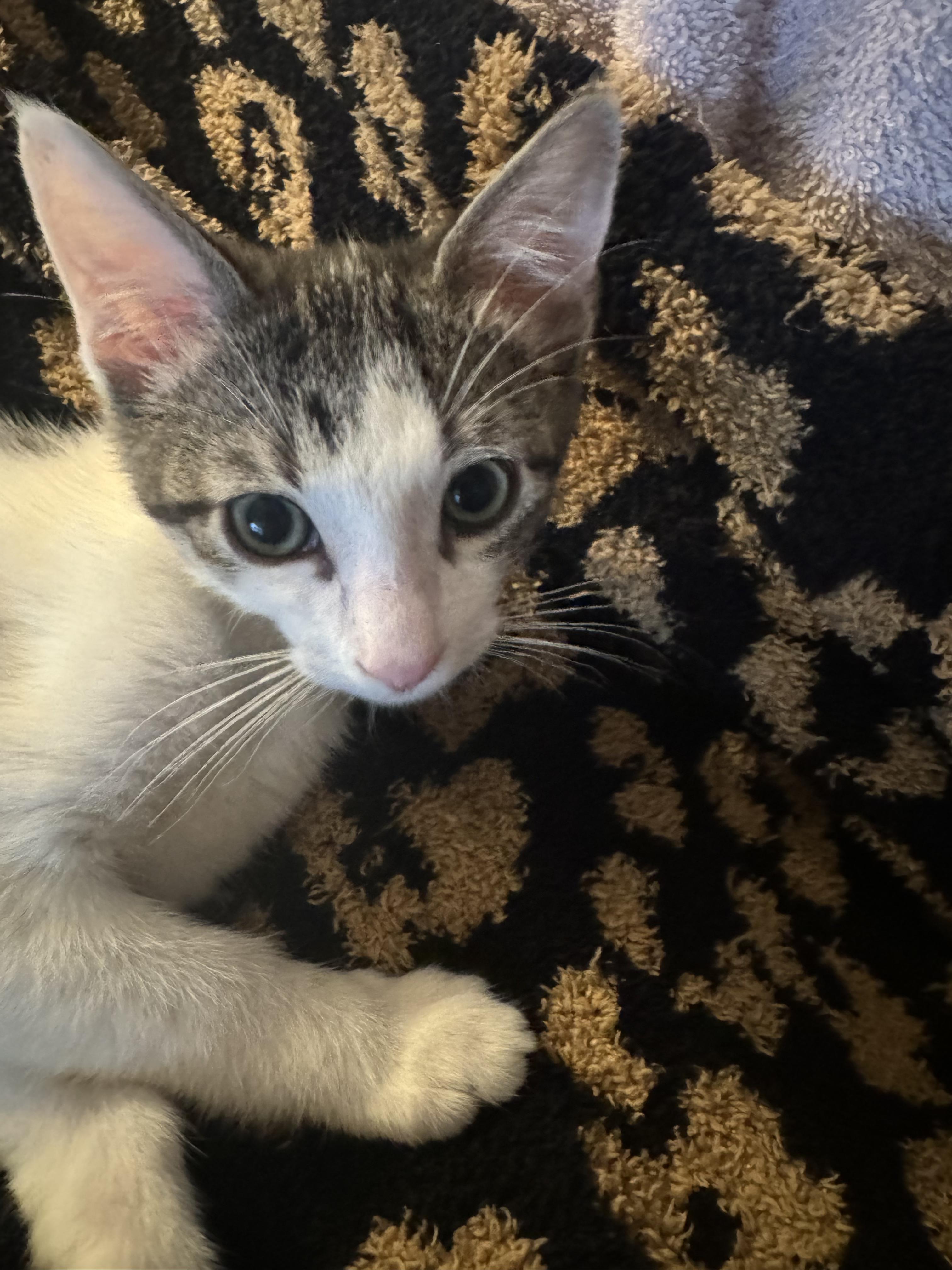 Enlarge Post (cc), a Adoptable Domestic Short Hair in Woodland Hills, CA image 1/2