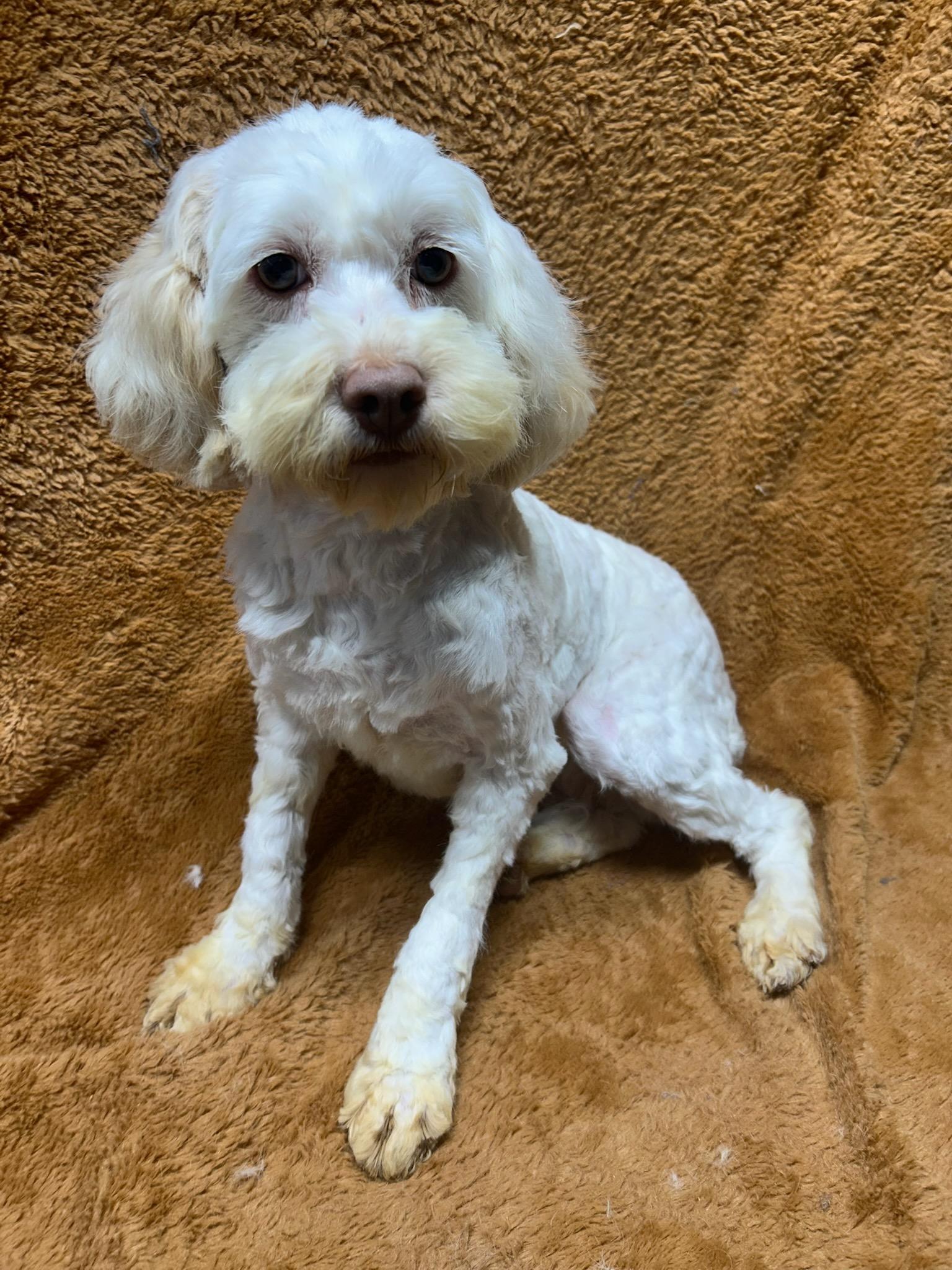 SKYE (ohiosdrescue@gmail.com), ADOPTABLE, Adult Female Cockapoo.