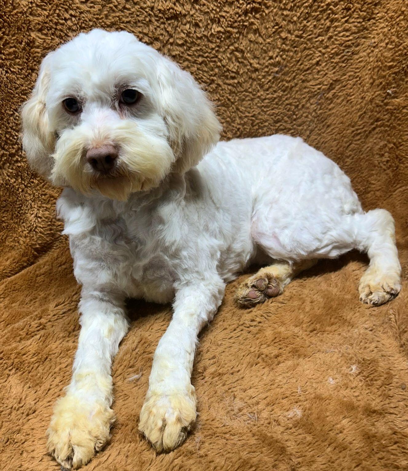 Enlarge SKYE (ohiosdrescue@gmail.com), a ADOPTABLE Cockapoo in Elyria, OH image 2/2
