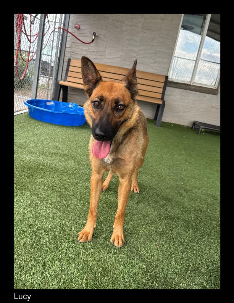 Lucy, Adoptable, Adult Female Shepherd & Mixed Breed.