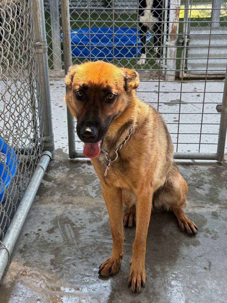 Lucy, a Adoptable mixed breed in Chino Valley, AZ image 2/2