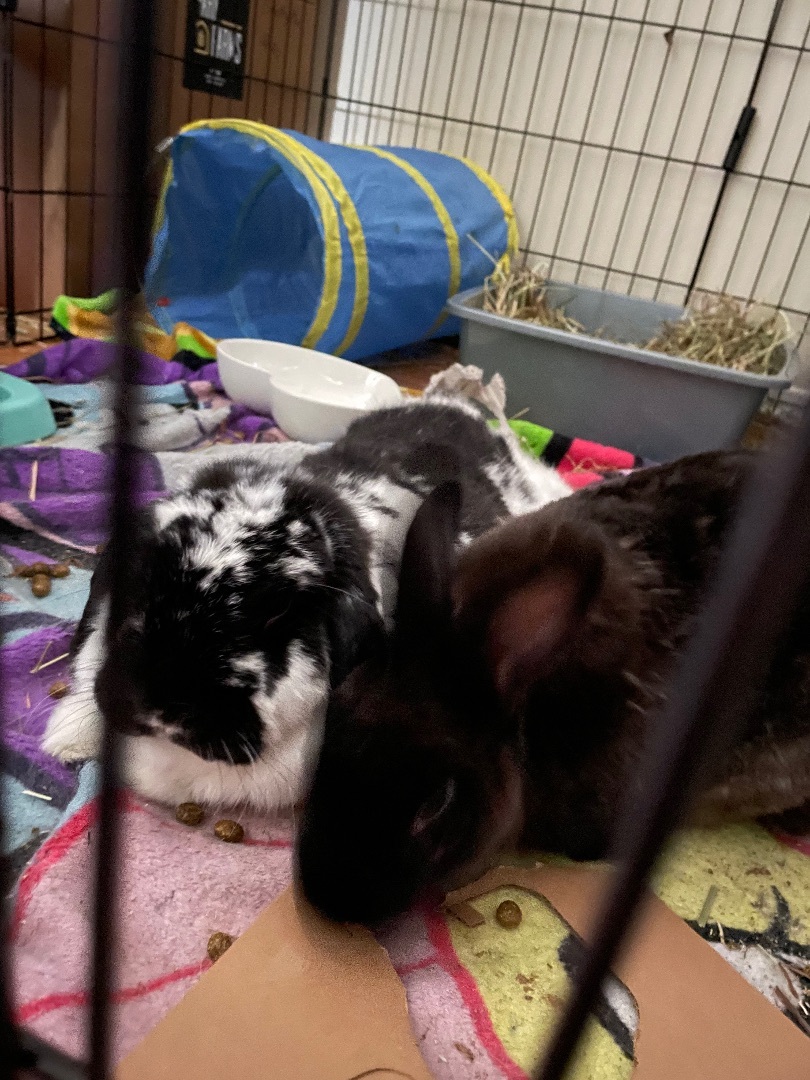 Morticia, Adopted, Senior Female Mini Rex.
