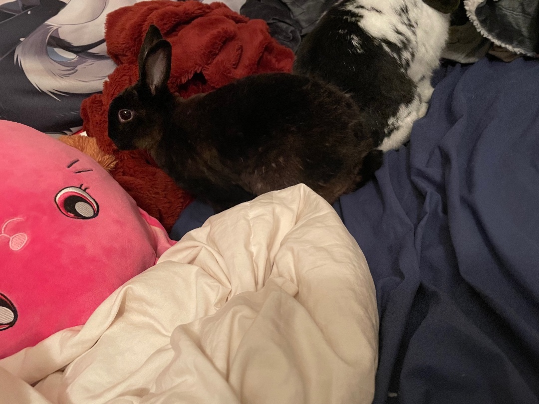 Enlarge Morticia, a Adopted Mini Rex in Ottawa, ON image 2/8